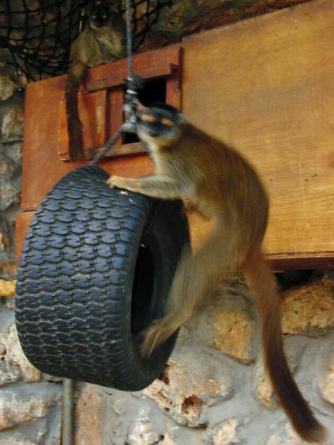 Tire threads and a lemur