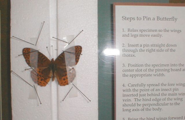 Pinning a Butterfly