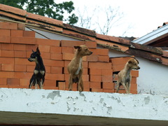Guard Duty