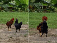Conflict