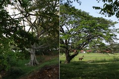 Savanna (1)