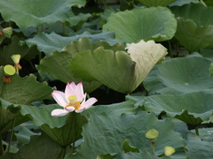 On the Bei Hai Lake