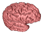images/cortex0.gif (10790 bytes)