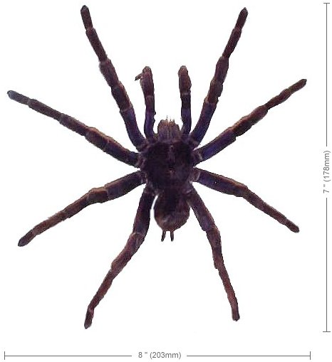Blue-Black from Peru 
